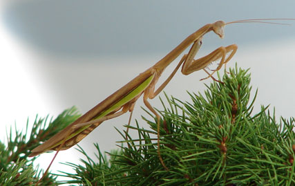 Praying Mantis
